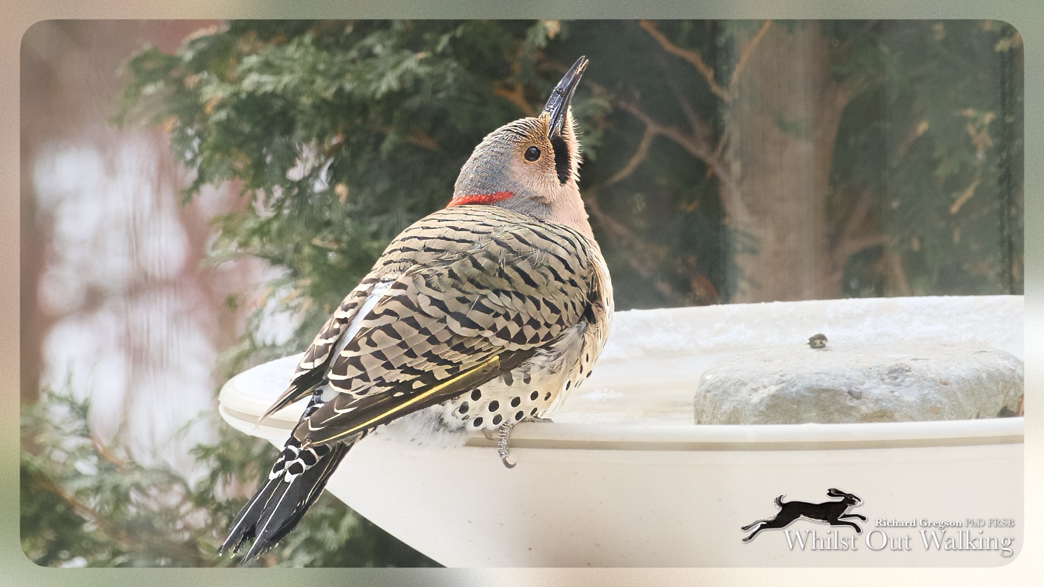 An Early Bird